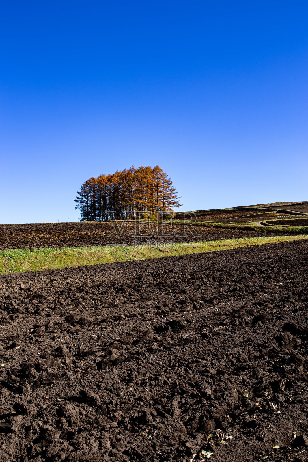秋天的日本松丘。照片摄影图片