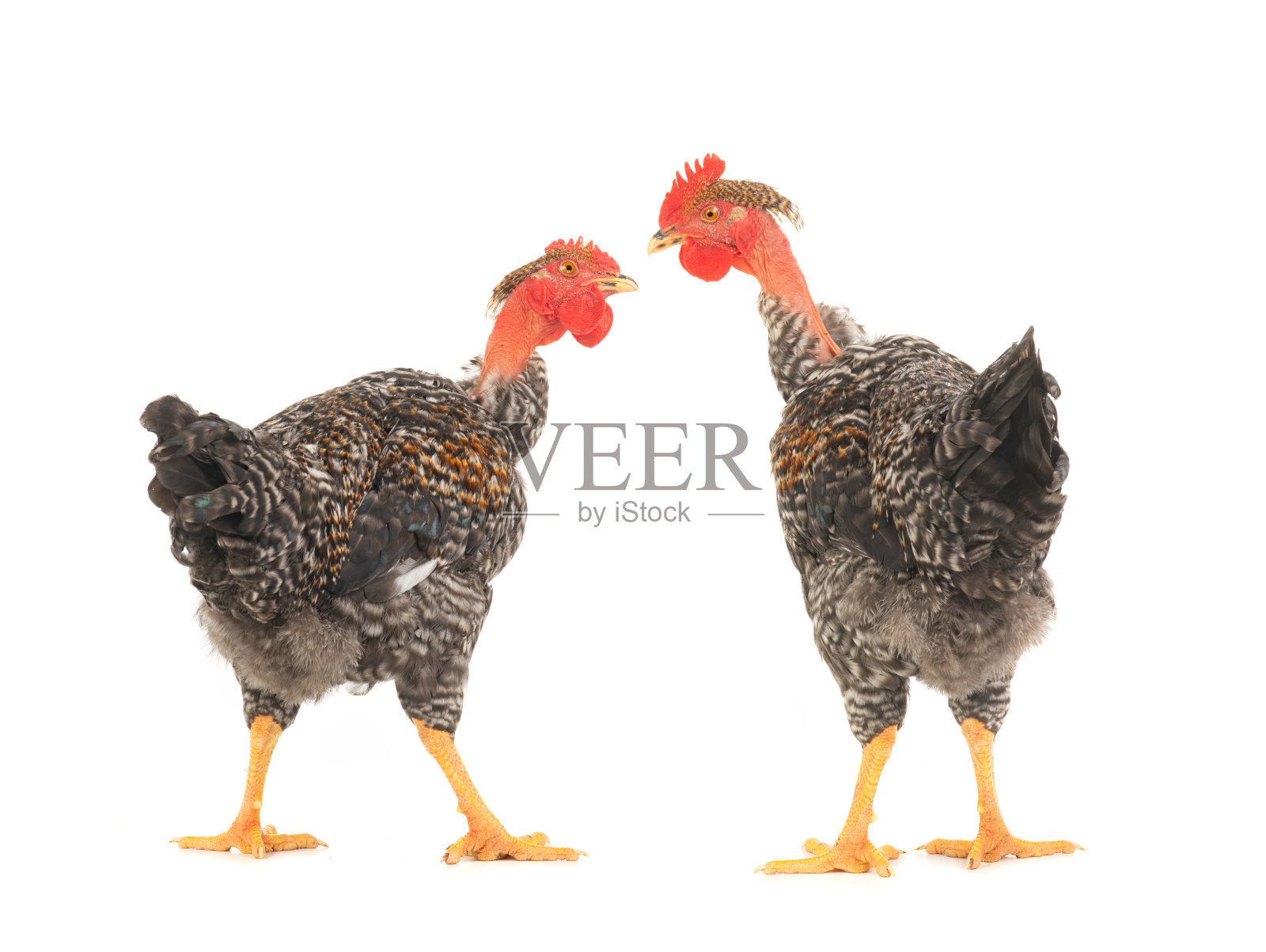 两只灰色的公鸡在白色的背景下彼此孤立地看着对方照片摄影图片