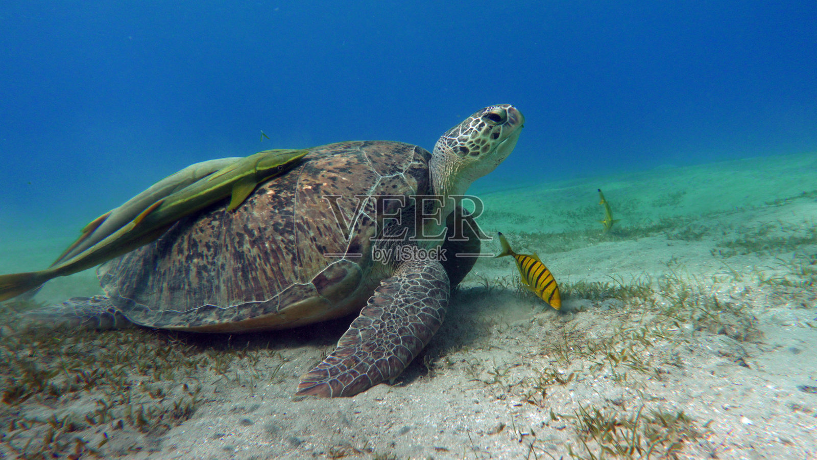红海礁石上的大绿海龟照片摄影图片