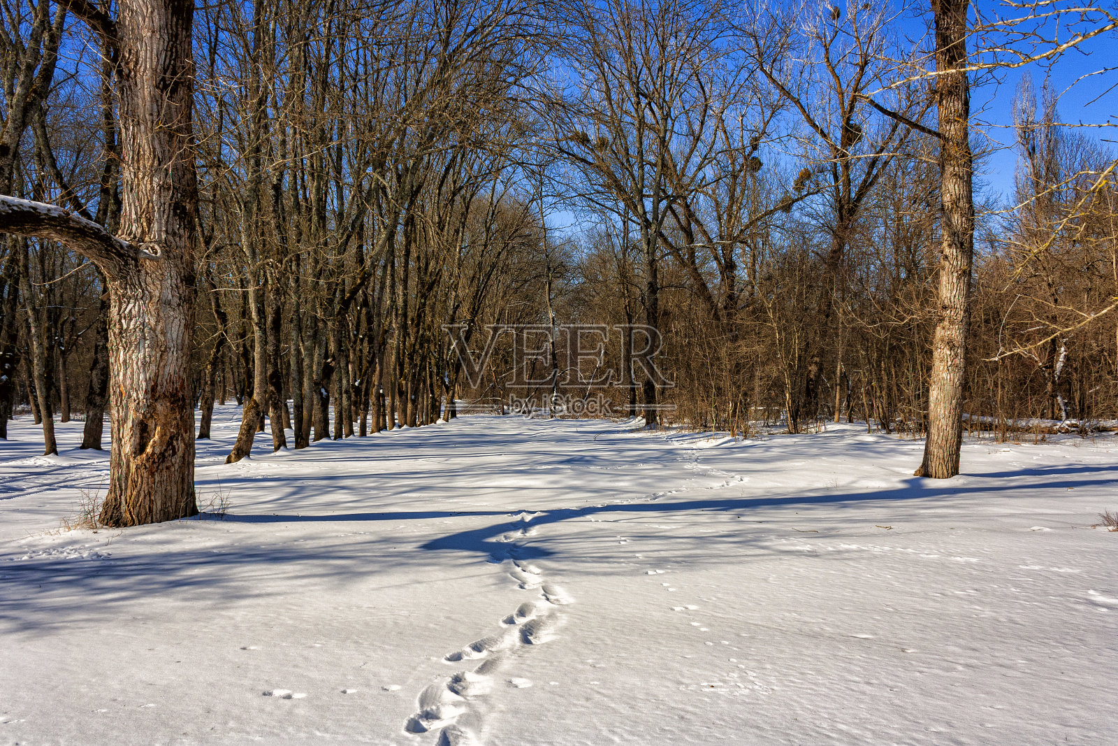 空地上，林间小路上覆盖着厚厚的积雪照片摄影图片