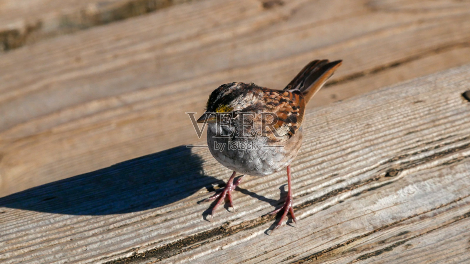 木上白喉麻雀照片摄影图片
