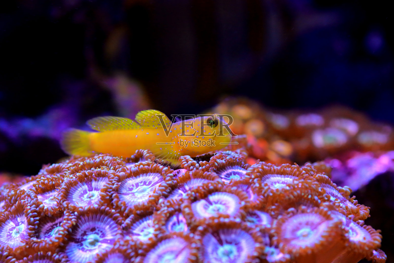 黄虾虎鱼(隐心虾)照片摄影图片