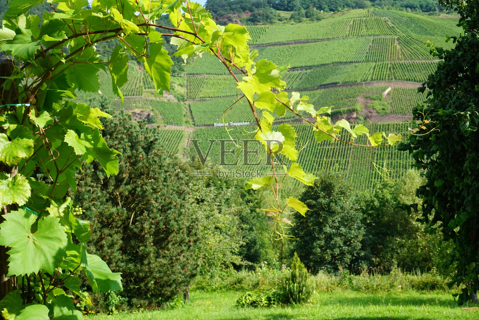 莫泽尔河上的德国葡萄园。莫泽尔河斜坡上的绿色葡萄园。雷司令酒洒在山坡上。在绿油油的葡萄园间散步。摩塞尔河上的葡萄田。照片摄影图片