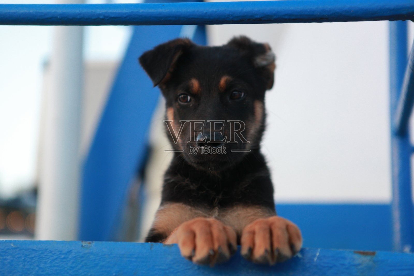 好奇的狗抬头看窗户照片摄影图片