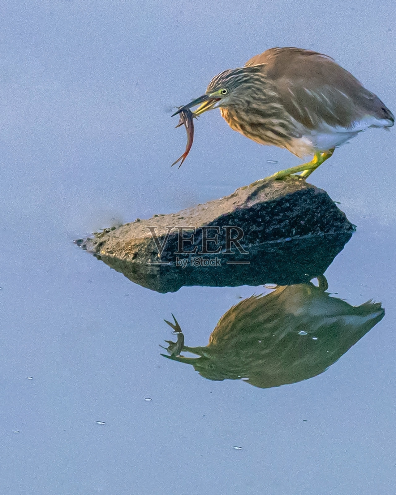印度塘鹭照片摄影图片