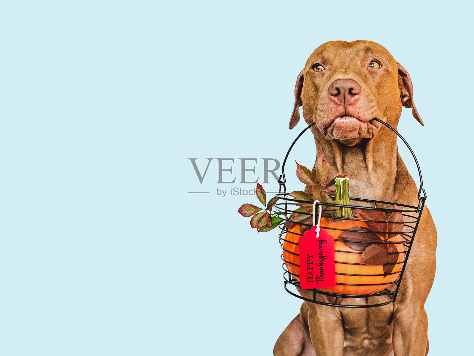 可爱的棕色小狗和成熟多汁的南瓜照片摄影图片