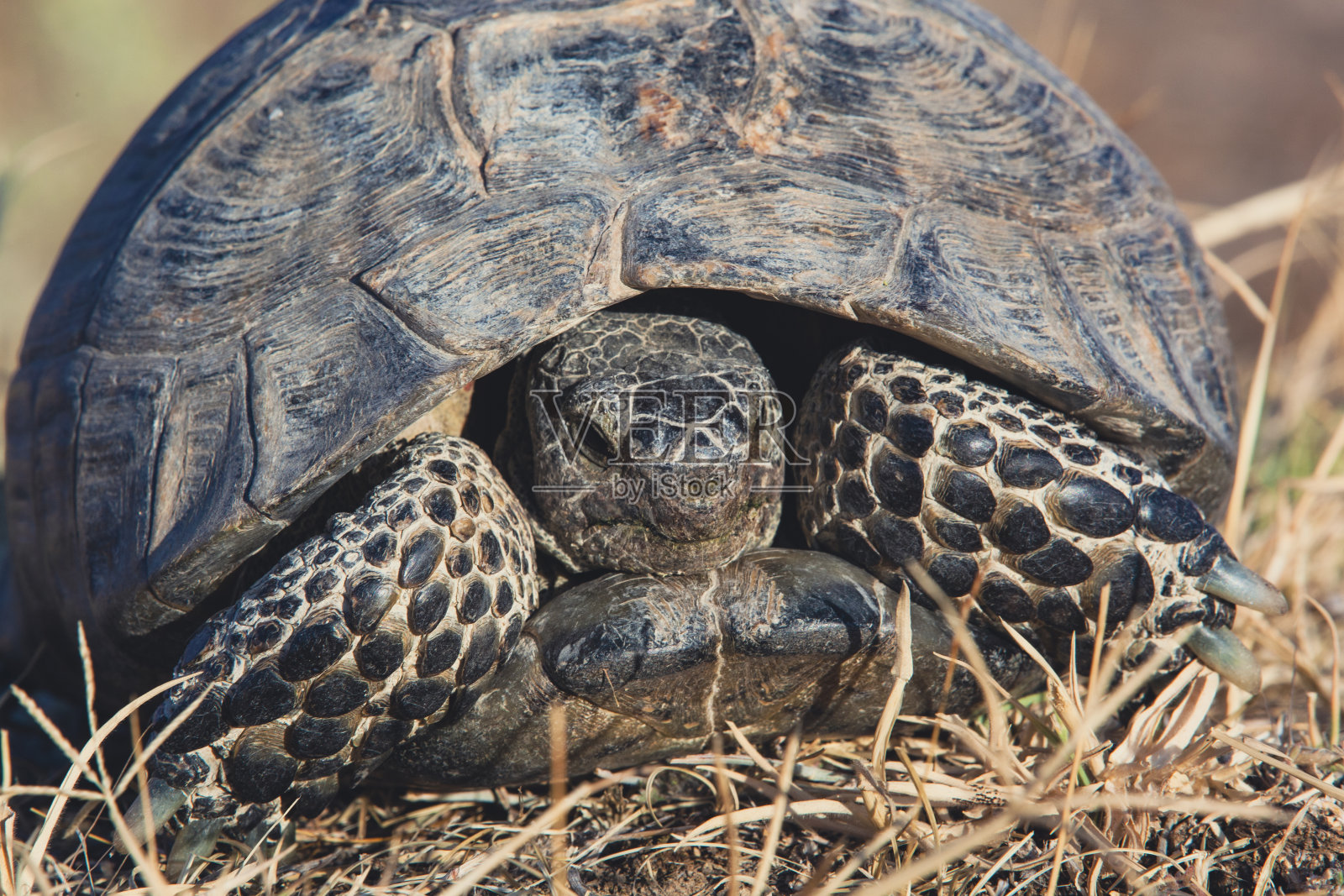 乌龟穿过高速公路照片摄影图片