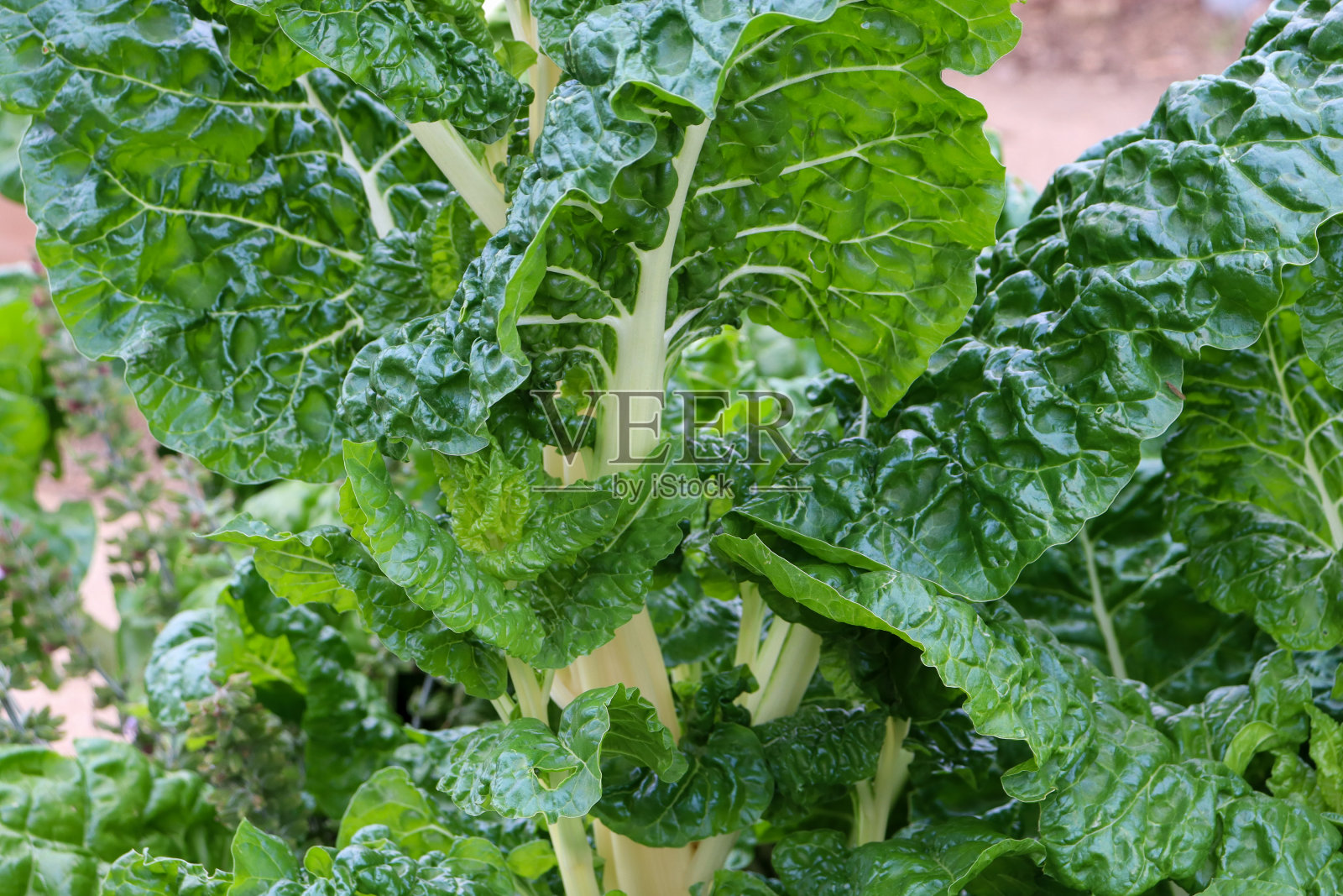 菜园里的菠菜叶照片摄影图片