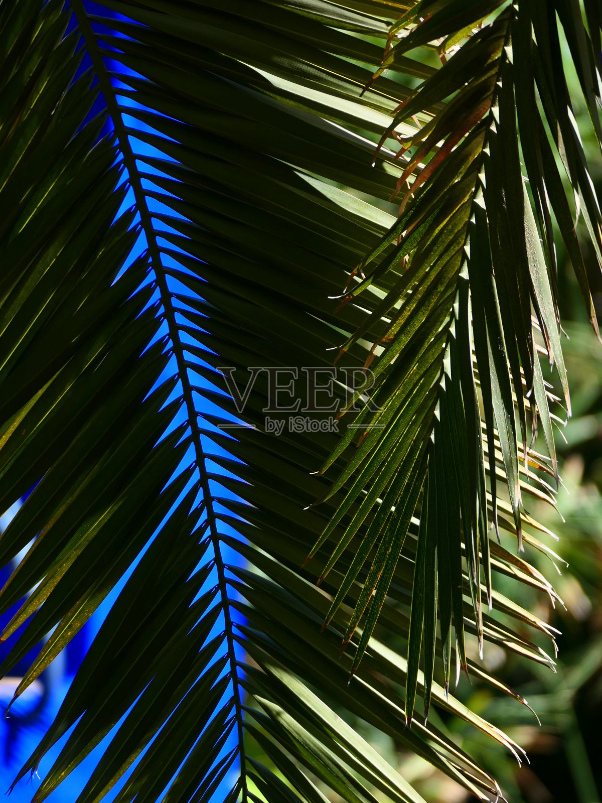 蓝色的光穿过树叶，马瑞尔花园，马拉喀什，摩洛哥照片摄影图片