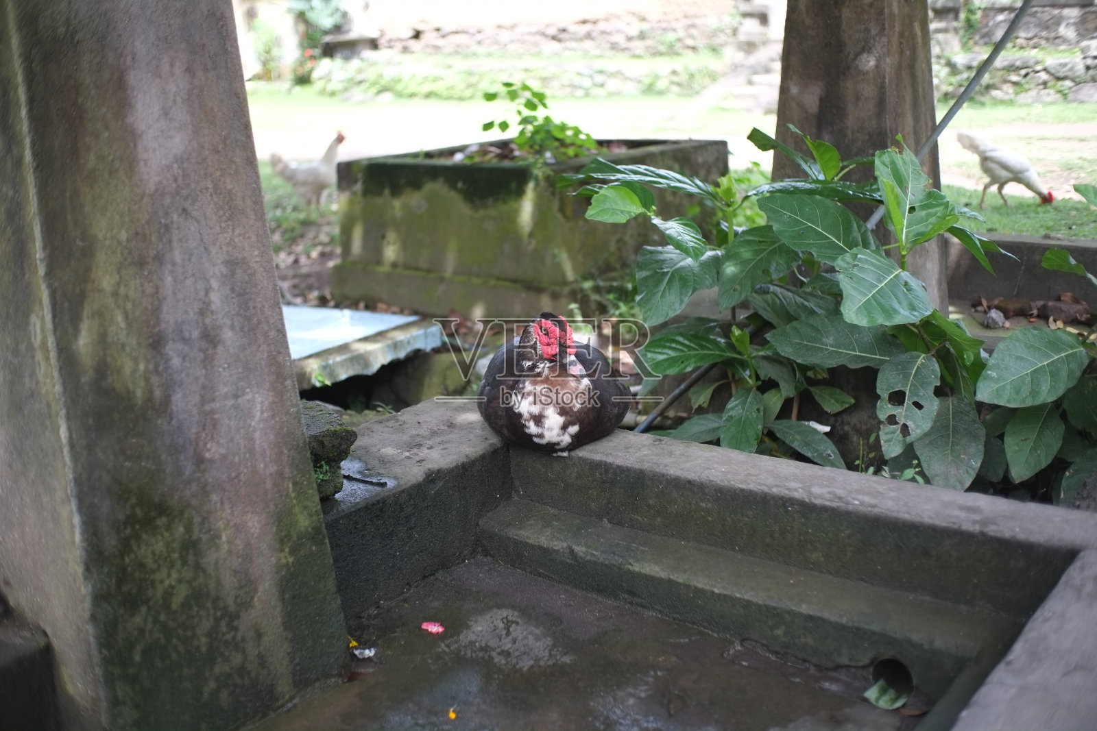 鸭妈妈照片摄影图片