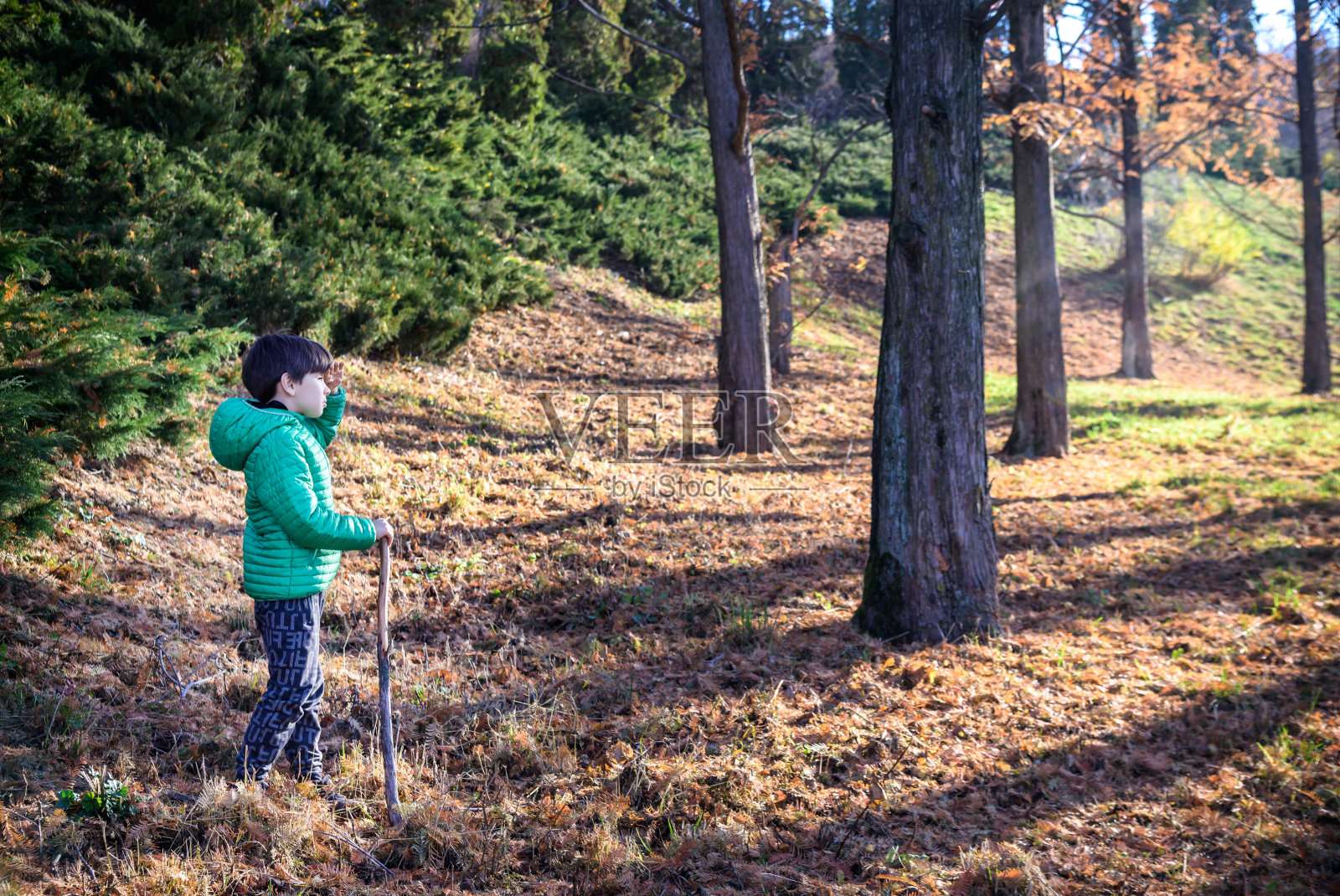 那个男孩在森林里迷路了，他在寻找回家的路照片摄影图片
