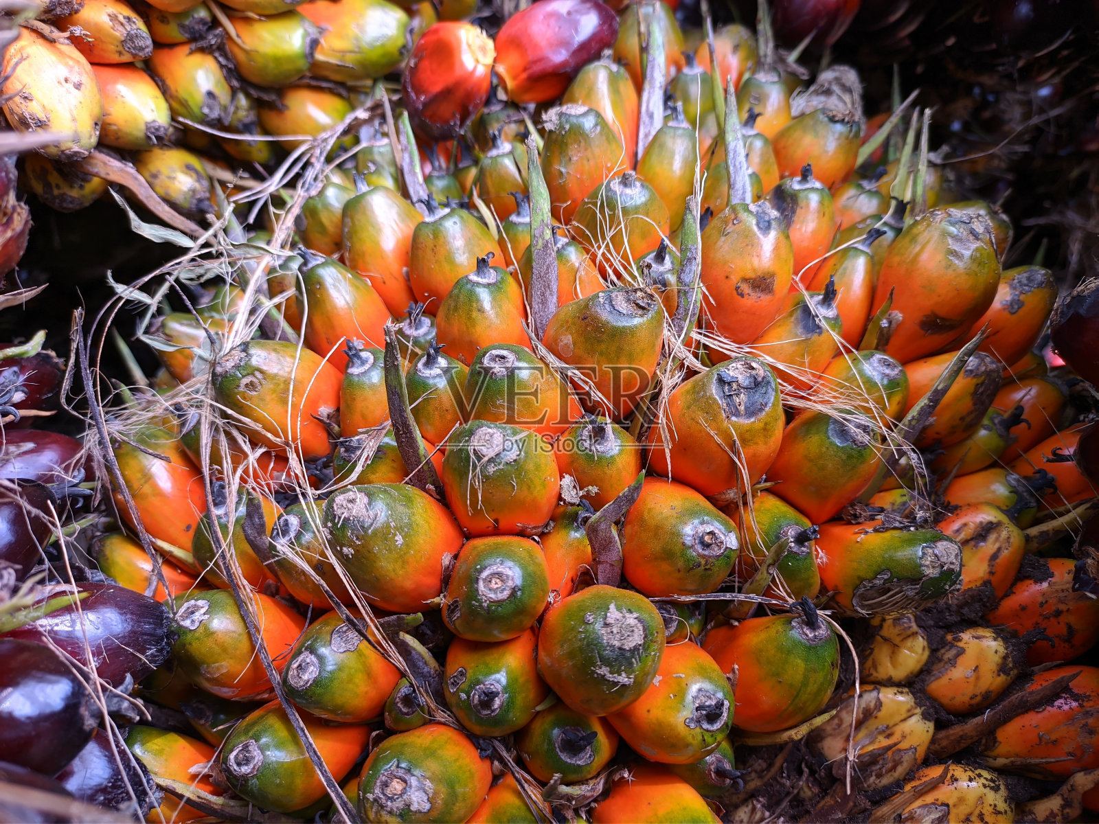 从南加里曼丹的种植园收获的油棕果实照片摄影图片
