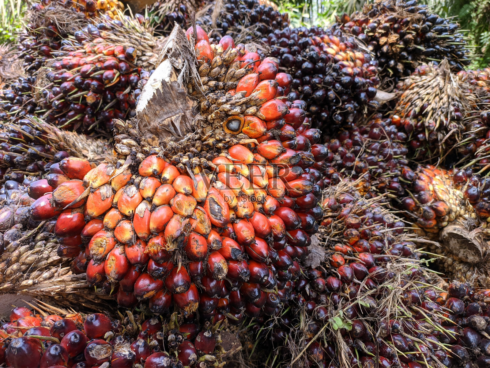 从南加里曼丹的种植园收获的油棕果实照片摄影图片