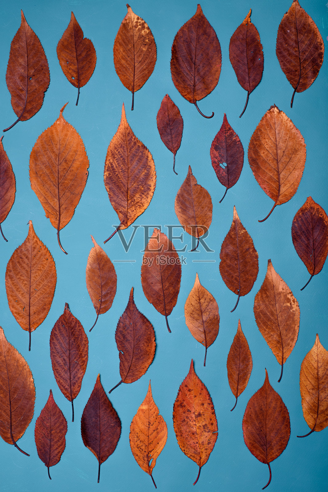 背景。秋季装饰背景与蓝色的树叶。照片摄影图片