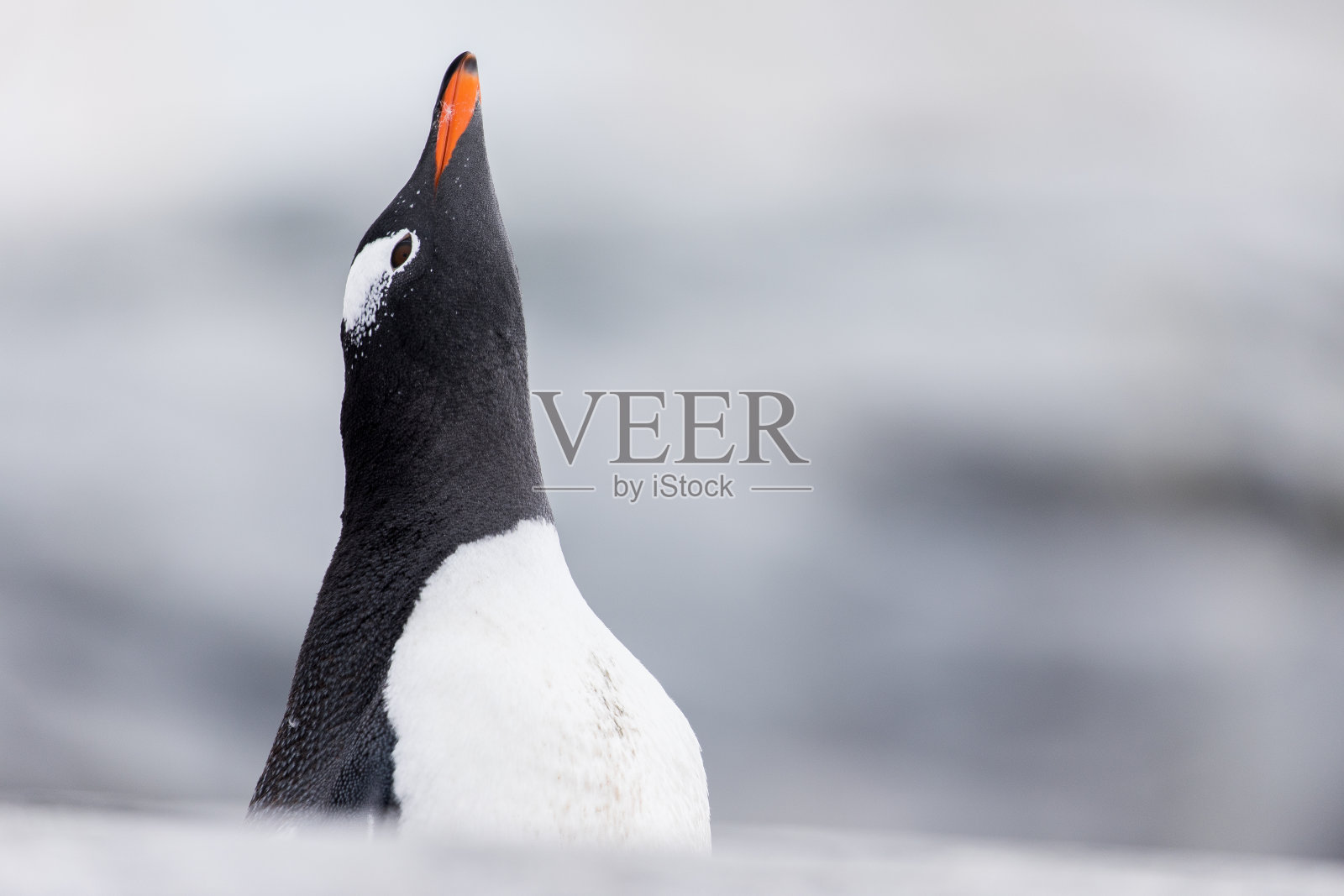 彼得曼岛上的巴布亚企鹅特写照片摄影图片