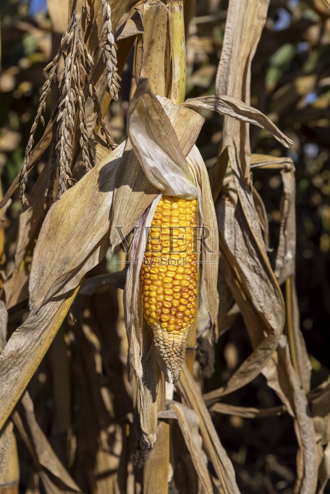 夏天田里成熟的玉米照片摄影图片