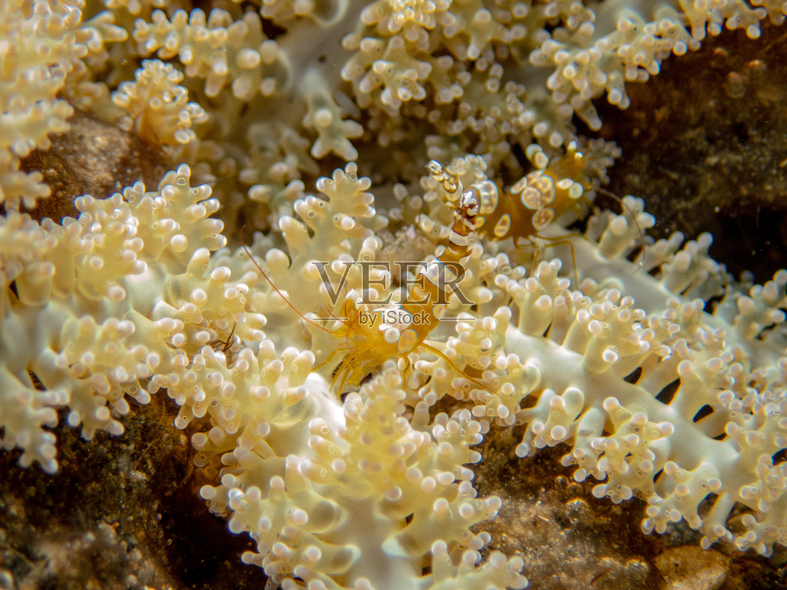 性感的虾照片摄影图片