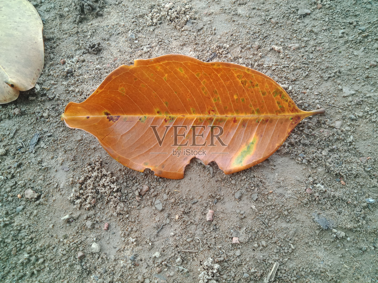 干树叶落在公园的地上照片摄影图片