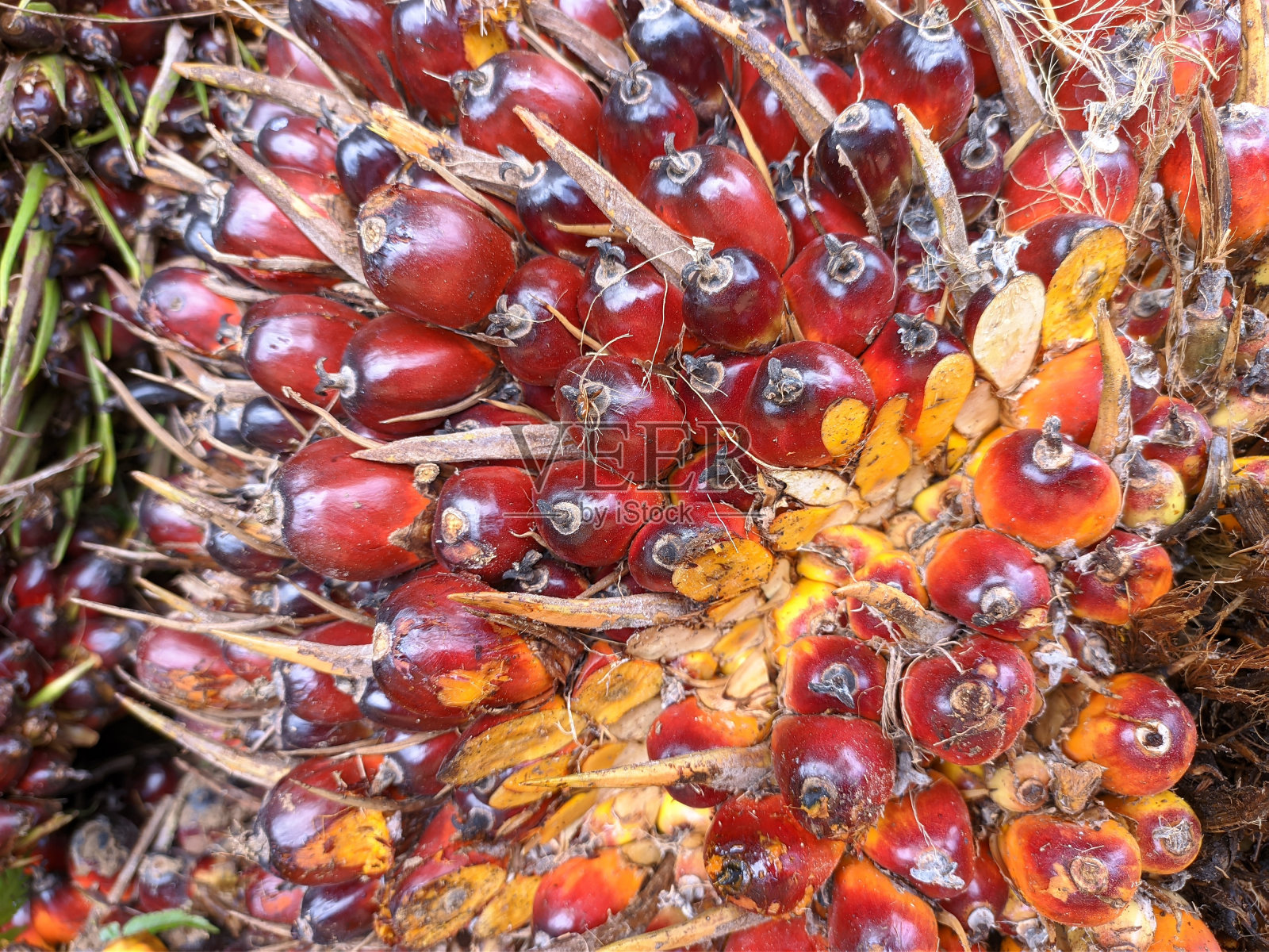 从南加里曼丹的种植园收获的油棕果实照片摄影图片