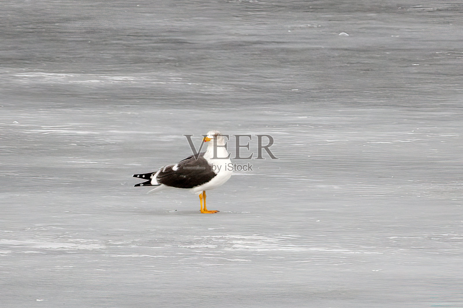 美国中部内布拉斯加州奥加拉拉附近，夜幕降临时，海带鸥站在冰上照片摄影图片