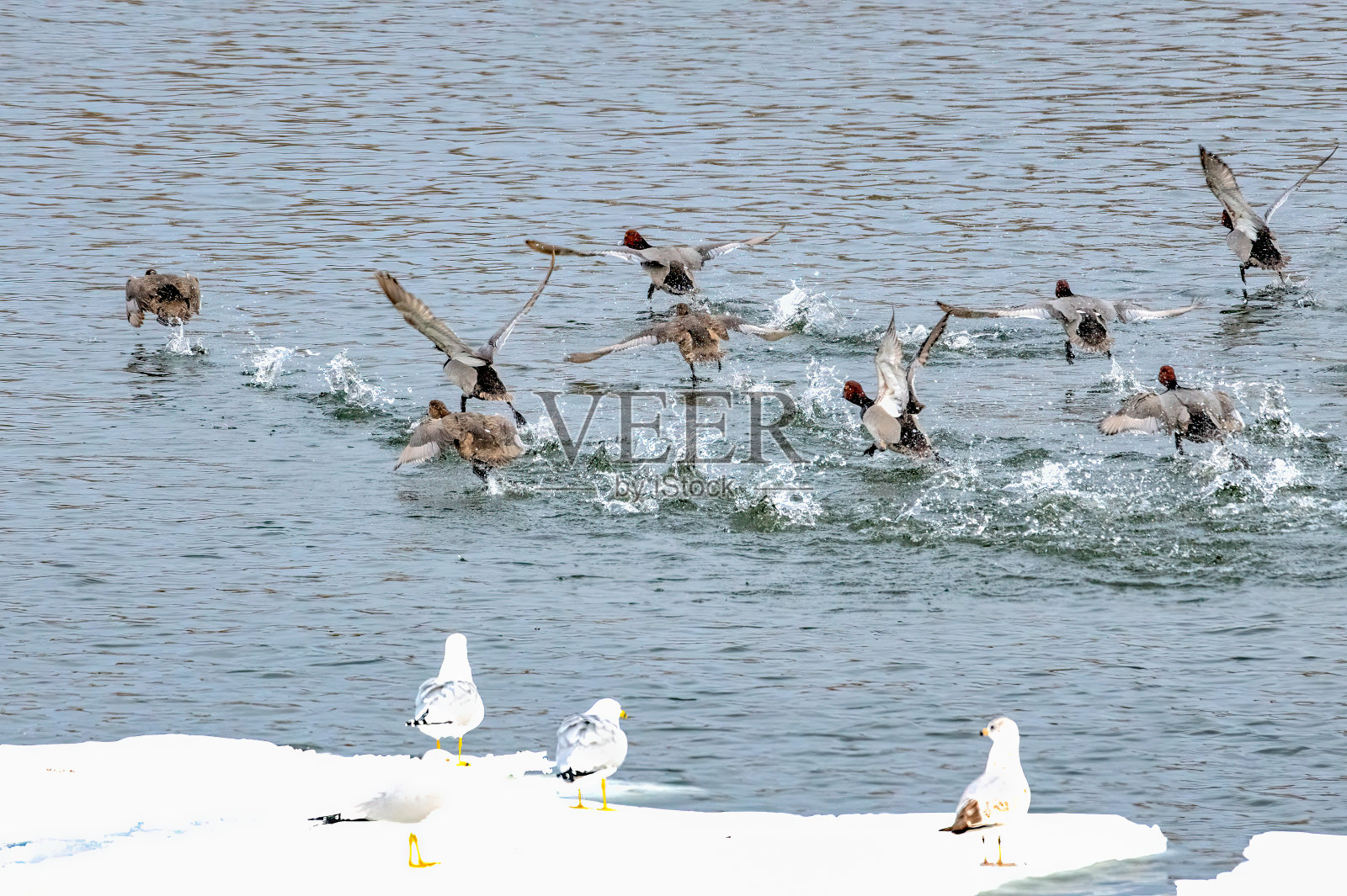 四只红头鸭(Aythya americana)一起在美国中部内布拉斯加州奥加拉拉附近飞行照片摄影图片