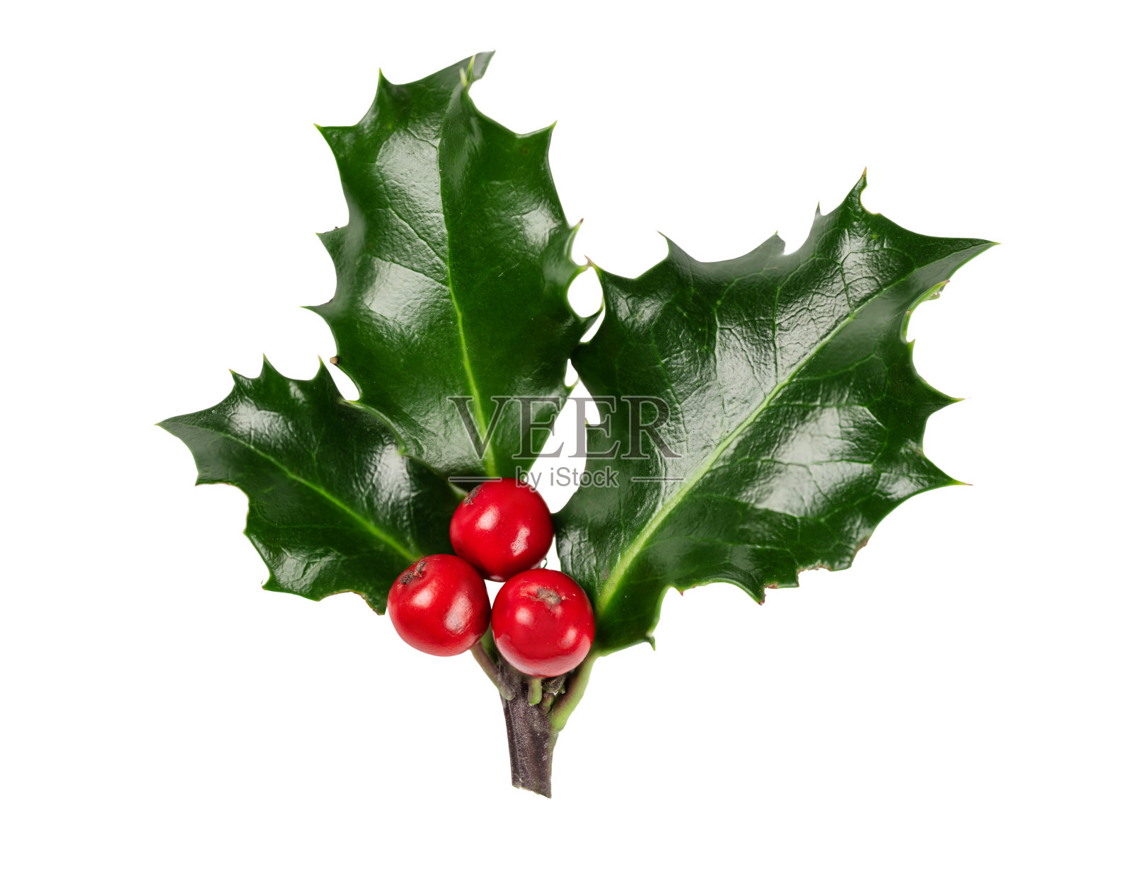 冬青浆果分枝孤立在白色背景上。照片摄影图片