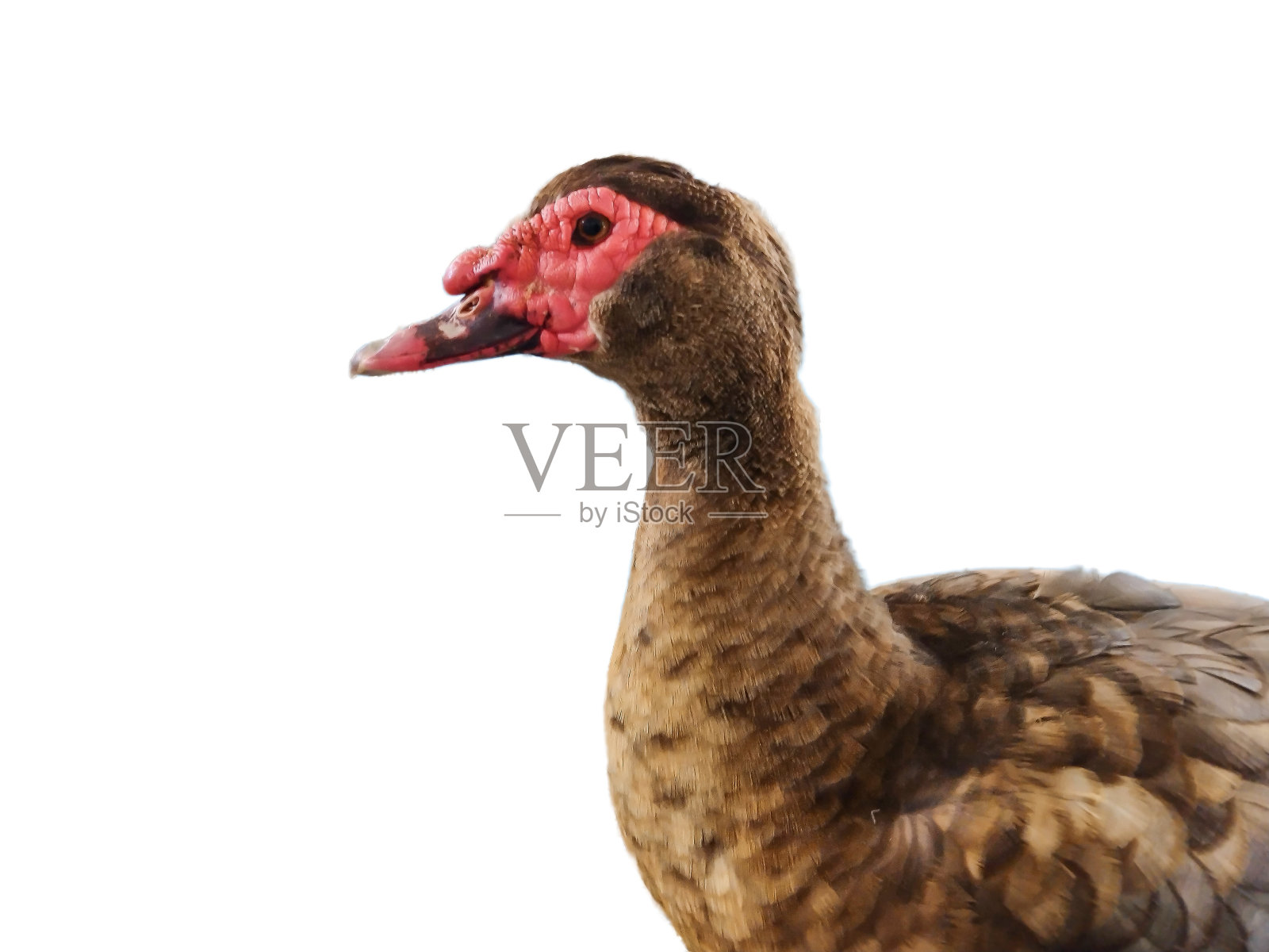 白色背景上孤立的棕色鸭子照片摄影图片