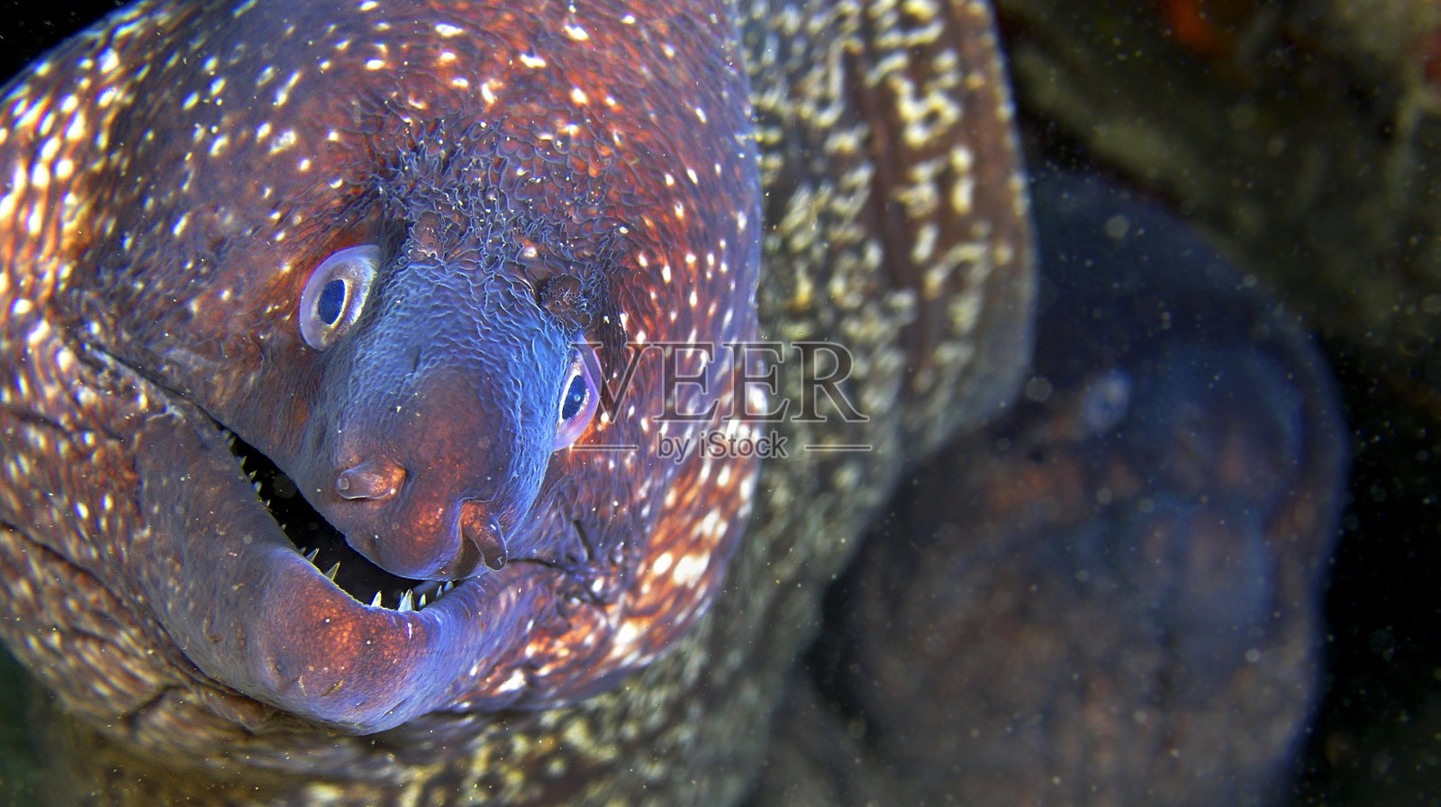 深海里生命的色彩照片摄影图片