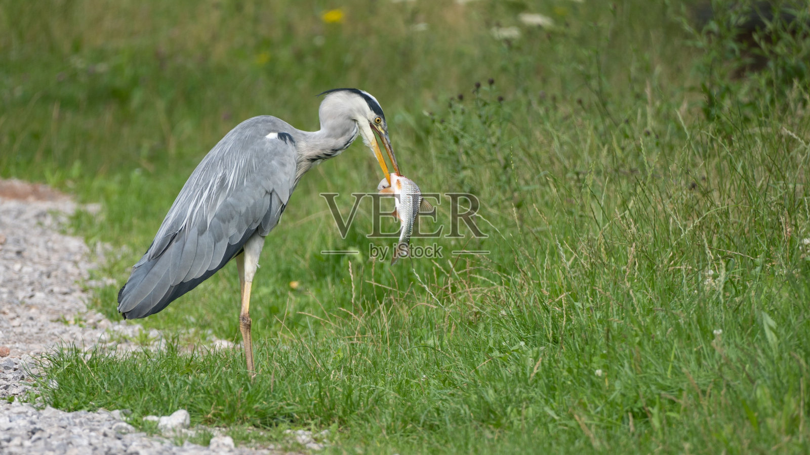 草地上，一只嘴里叼着鱼的灰色苍鹭照片摄影图片