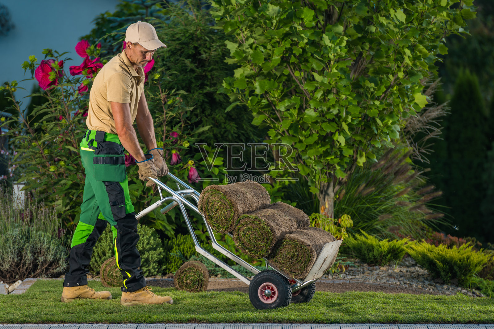 专业的园林设计师在推车上移动草皮照片摄影图片