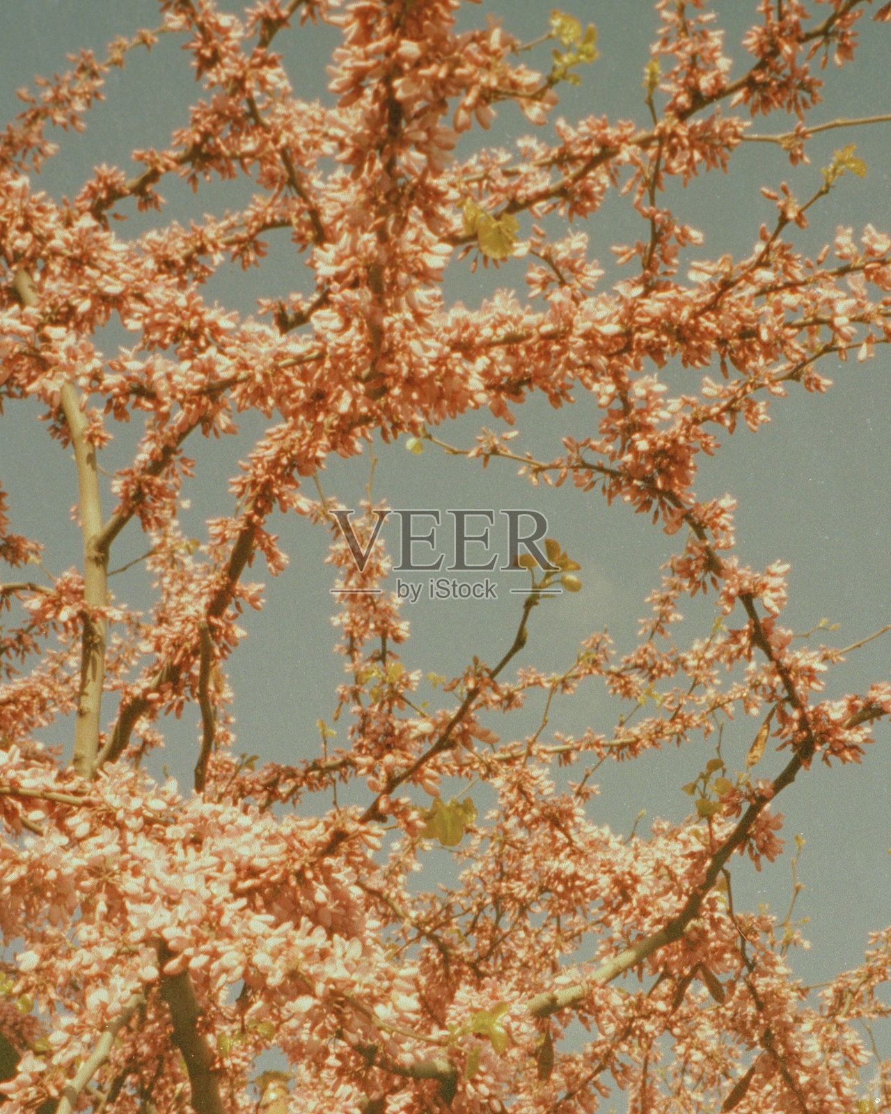 一个开花的小柽柳的特写镜头与叶子照片摄影图片