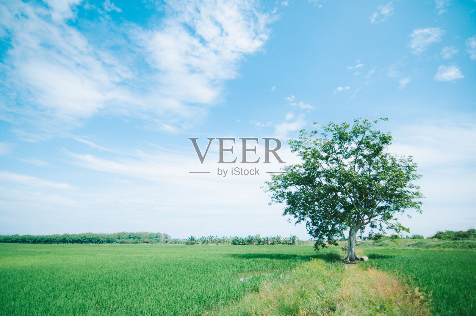 湛蓝多云的天空下的稻田和树荫照片摄影图片