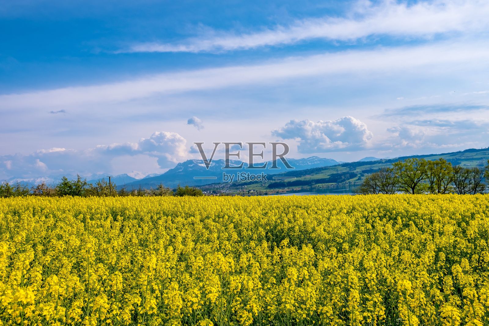 黄油菜籽田照片摄影图片