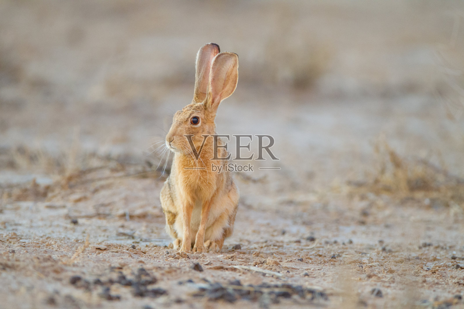 沙漠中可爱的棕色小兔子照片摄影图片