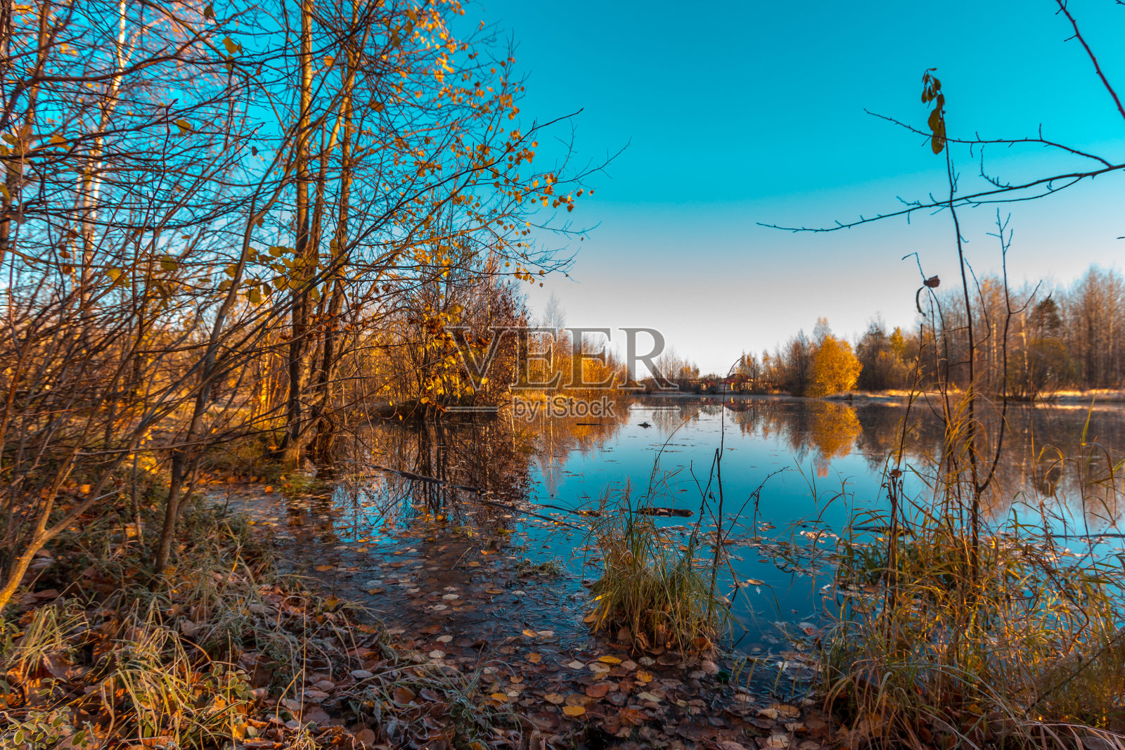小湖在霜冻前长满了灌木和草照片摄影图片