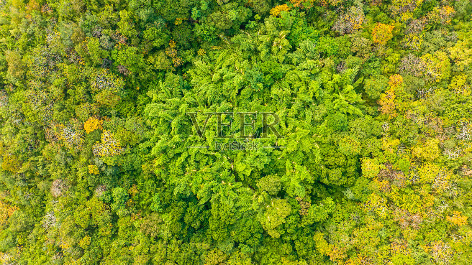 空中视角热带森林树木，雨林生态系统和健康环境背景和概念从上面看绿色树木森林纹理。泰国的农村照片摄影图片