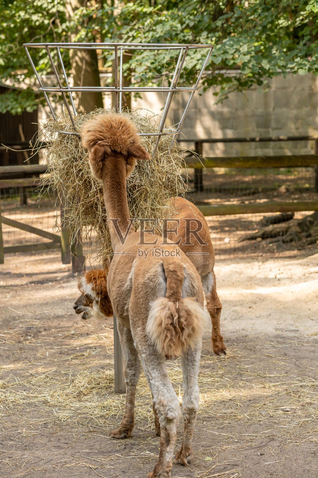 动物园里可爱的羊驼的背面照片摄影图片