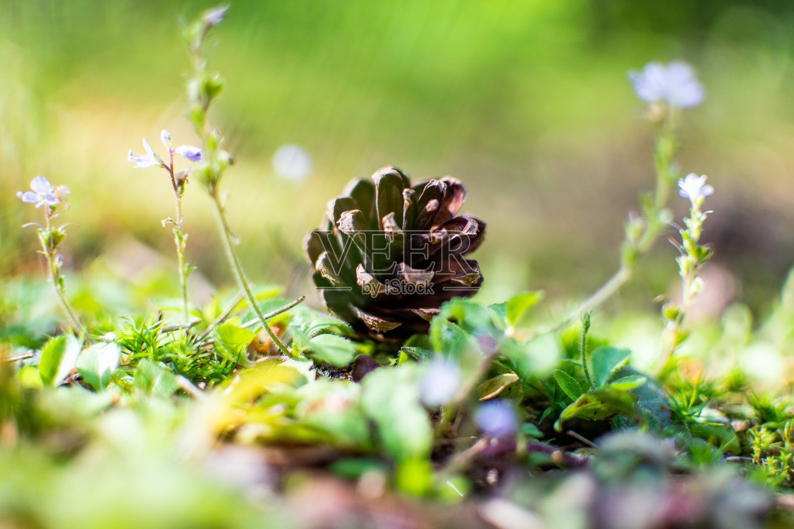晴天松果掉在地上照片摄影图片