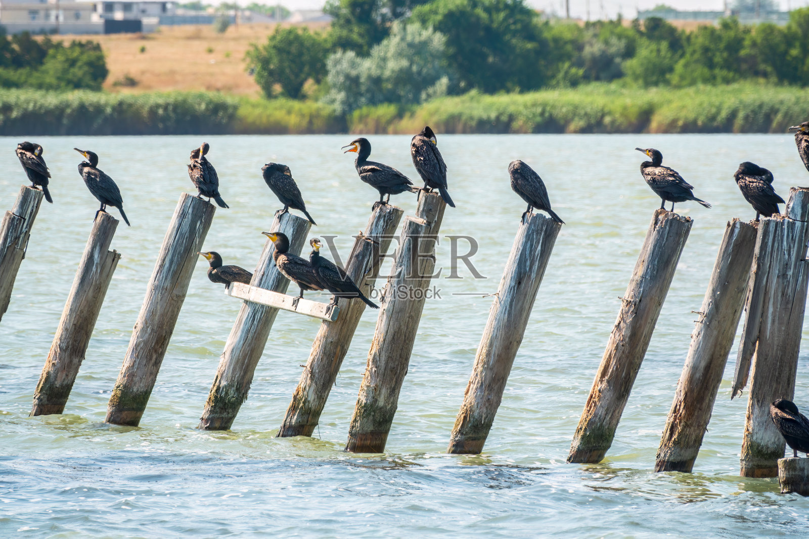 一群鸬鹚栖息在一个古老的码头上，在橘黄色的夕阳下照片摄影图片