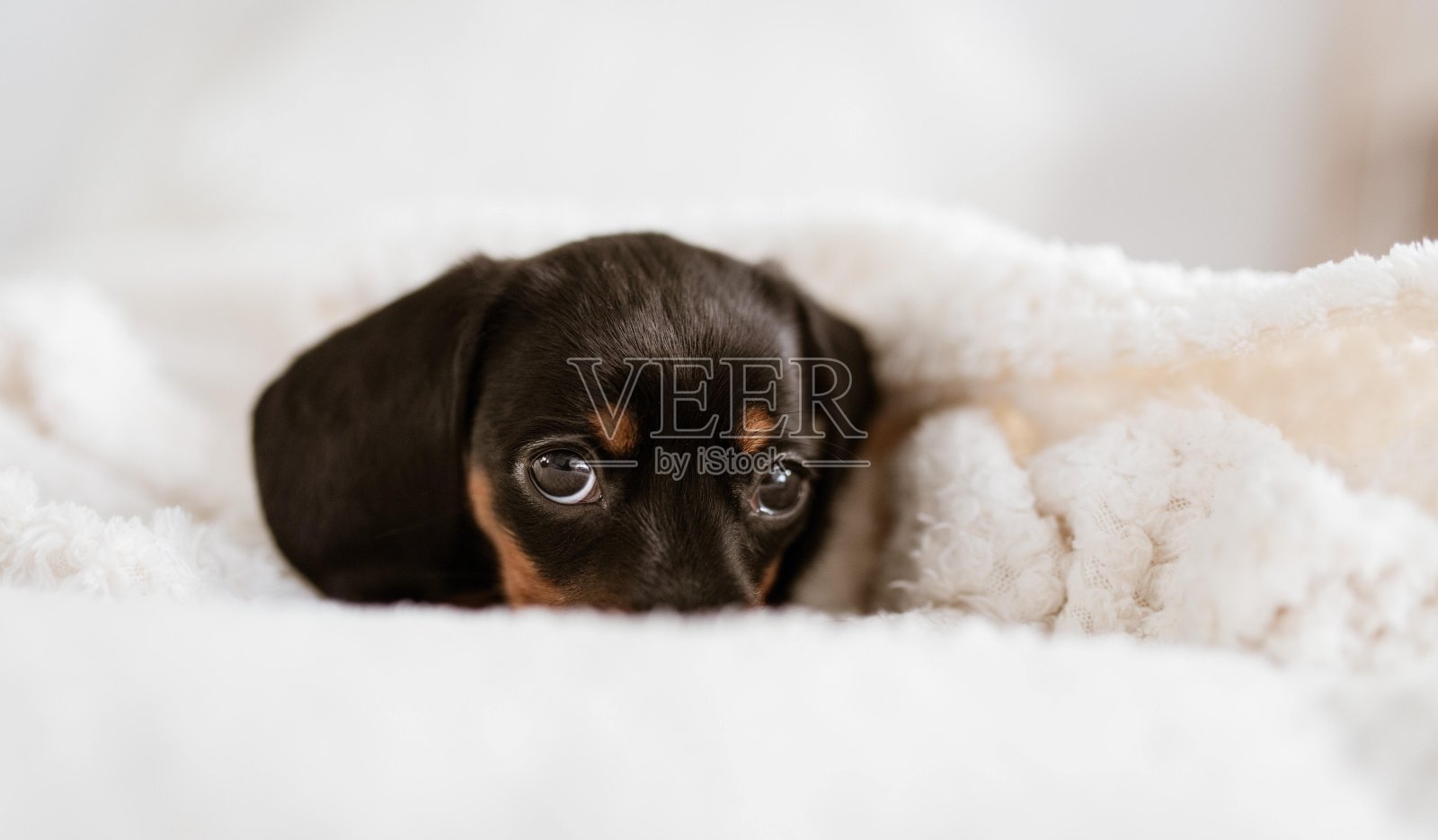 美丽的照片的小狗奥地利黑和褐色猎犬照片摄影图片