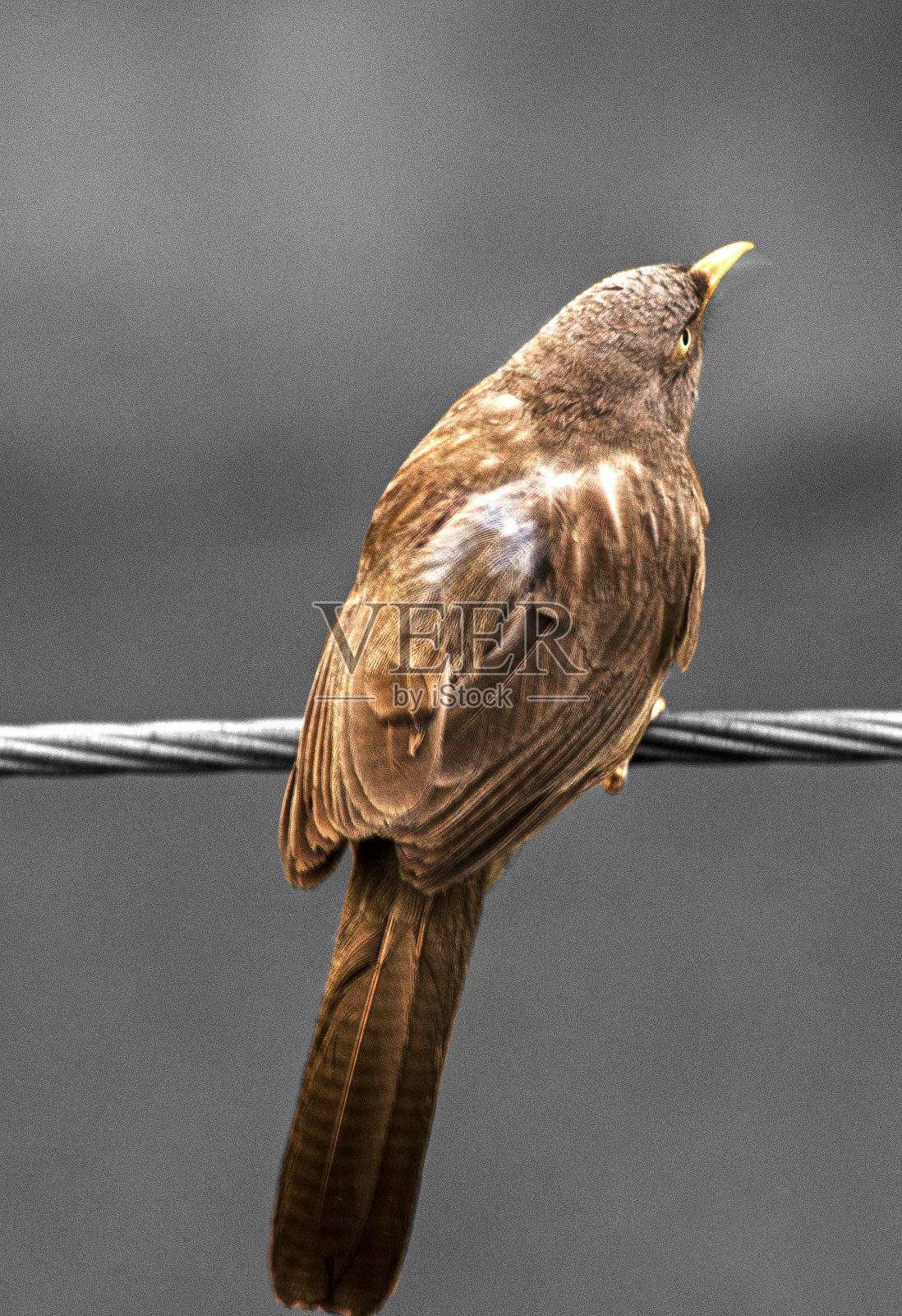 孤独的鸟照片摄影图片