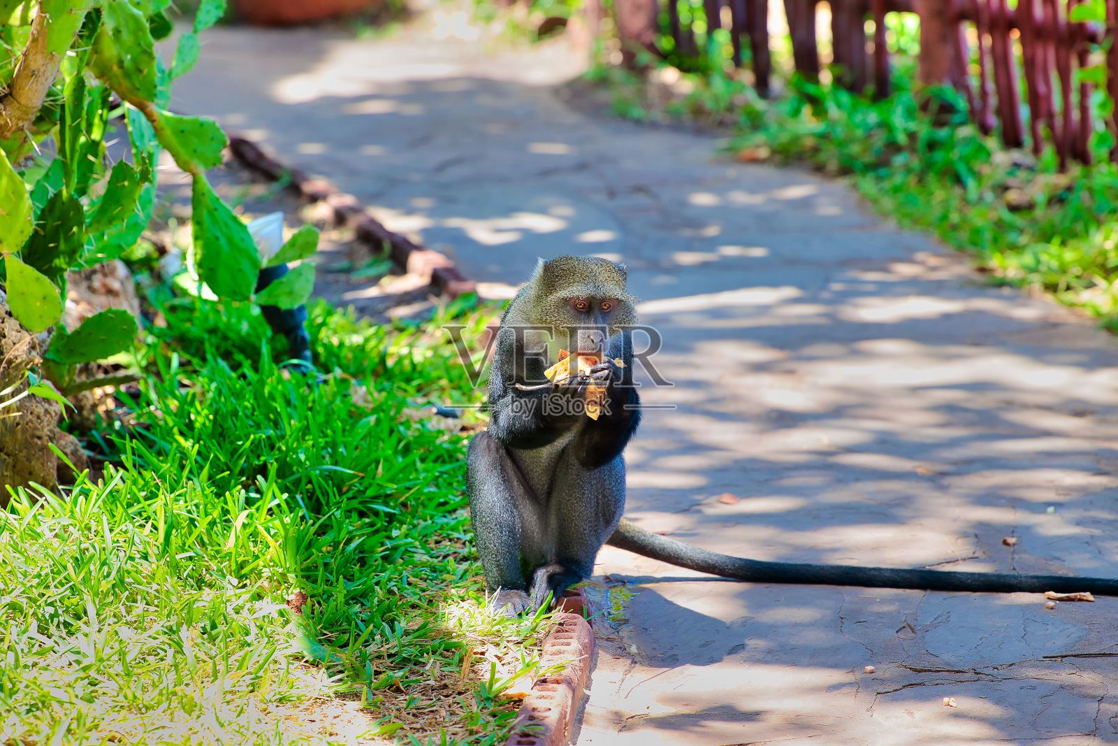 一只猴子坐在公园的小路边吃东西照片摄影图片