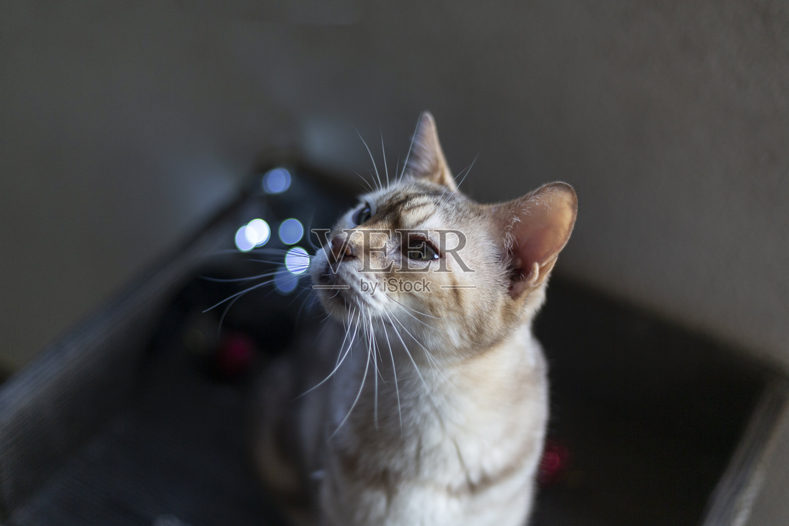 戴着圣诞装饰品的猫照片摄影图片