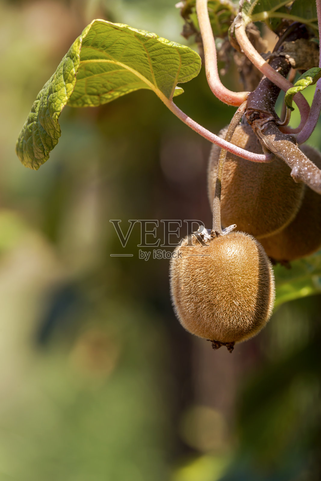 猕猴桃(猕猴桃)生长特写照片摄影图片