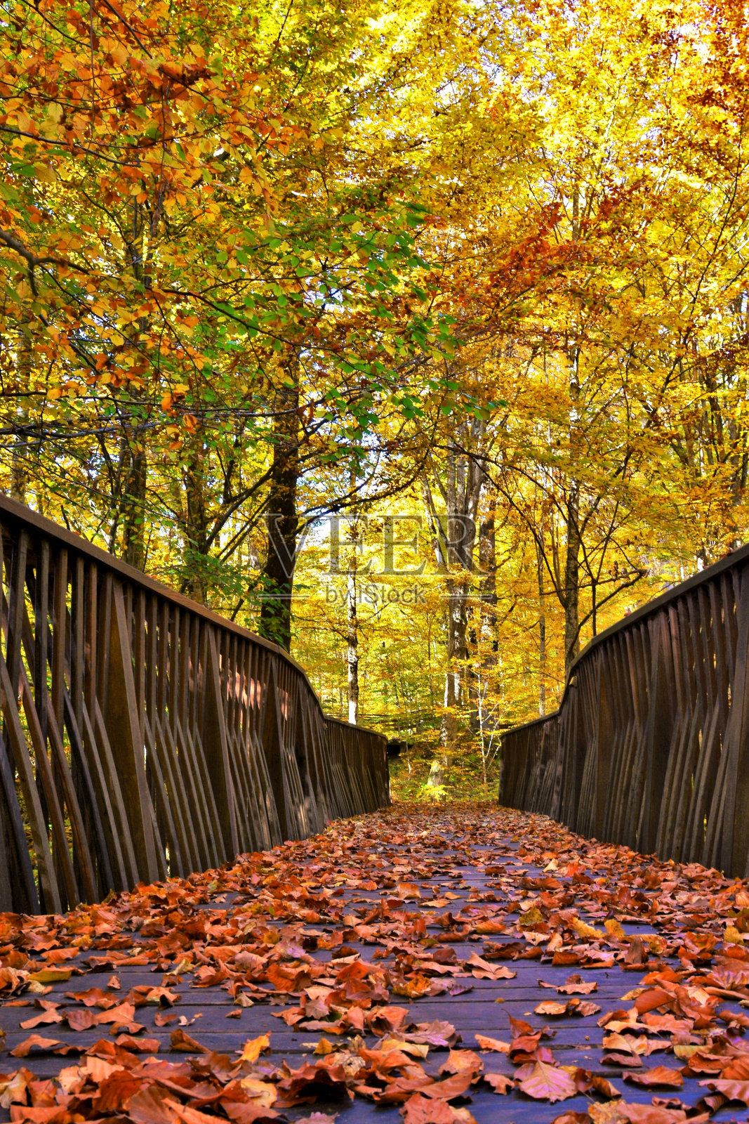 秋天森林中的一座桥的垂直镜头照片摄影图片