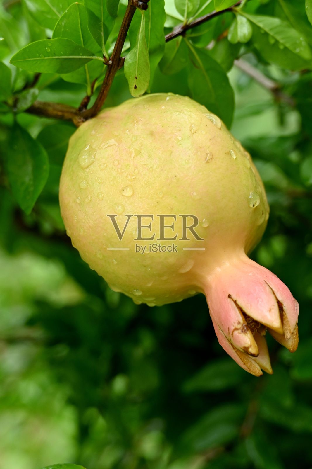 垂直特写雨滴落在树枝上的绿色石榴上照片摄影图片