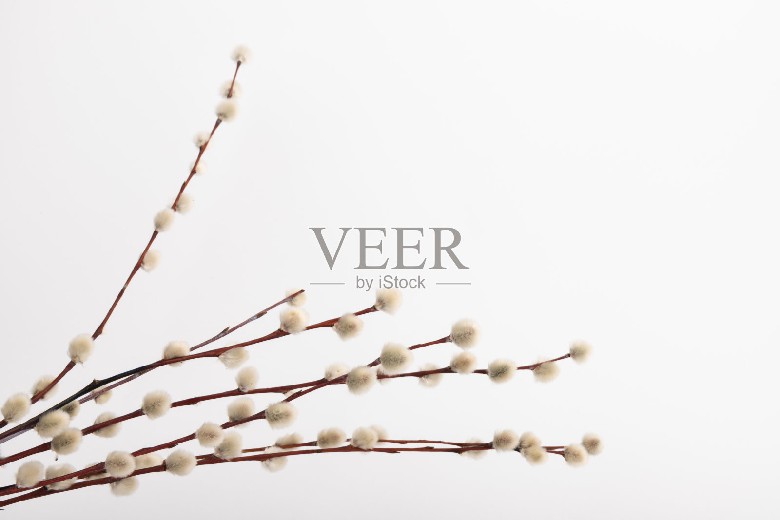 有毛茸茸的柳絮的柳枝孤立在一个明亮的背景上。春天的概念，棕枝主日的概念。照片摄影图片