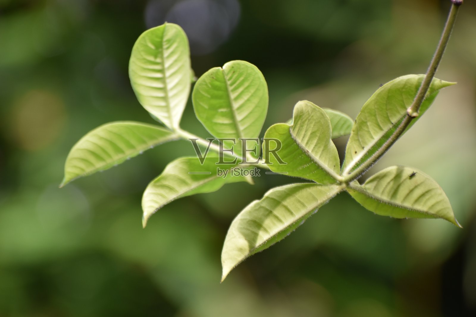 叶子照片摄影图片