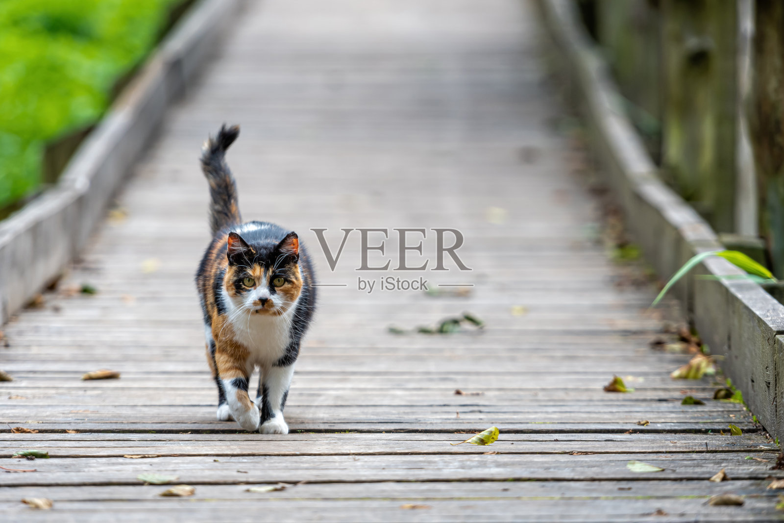 一只有斑点的猫走在公园的一条木路上照片摄影图片