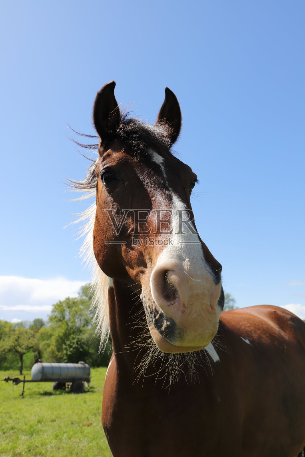 马的肖像照片摄影图片